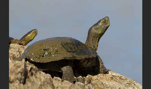 Spanische Wasserschildkröte (Mauremys leprosa)