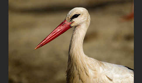 Weißstorch (Ciconia ciconia)