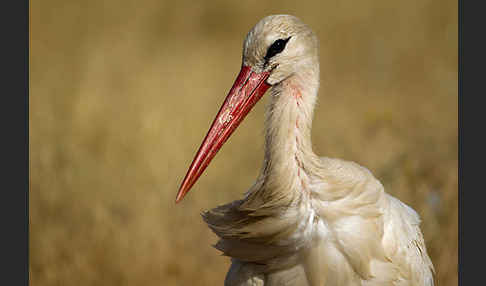 Weißstorch (Ciconia ciconia)