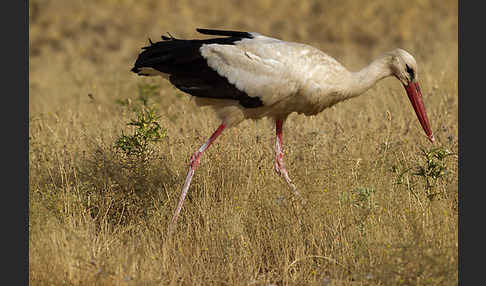 Weißstorch (Ciconia ciconia)