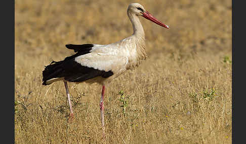 Weißstorch (Ciconia ciconia)