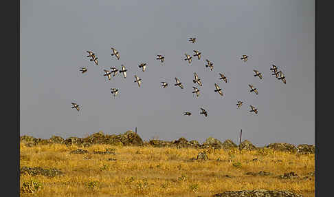 Felsentaube (Columba livia)