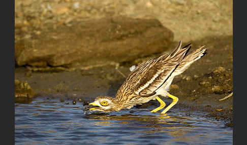 Triel (Burhinus oedicnemus)