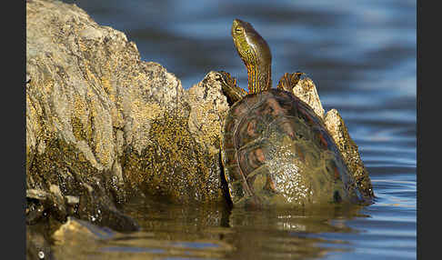 Spanische Wasserschildkröte (Mauremys leprosa)