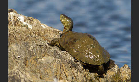 Spanische Wasserschildkröte (Mauremys leprosa)