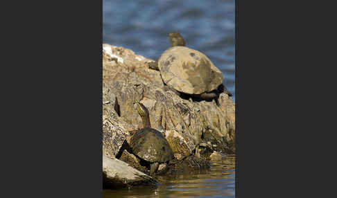 Spanische Wasserschildkröte (Mauremys leprosa)