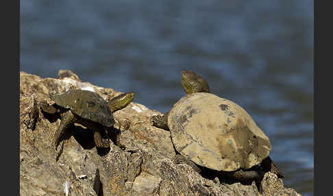 Spanische Wasserschildkröte (Mauremys leprosa)