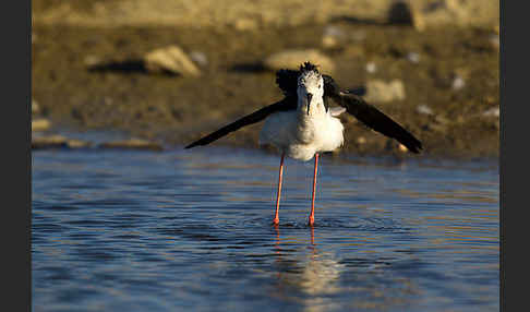 Stelzenläufer (Himantopus himantopus)