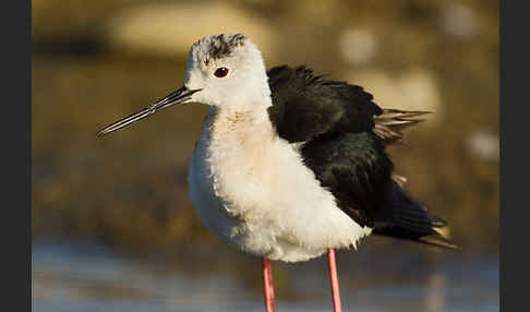 Stelzenläufer (Himantopus himantopus)