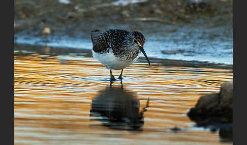 Waldwasserläufer (Tringa ochropus)