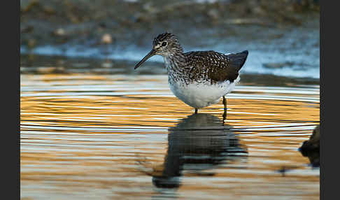 Waldwasserläufer (Tringa ochropus)