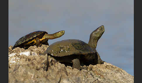 Spanische Wasserschildkröte (Mauremys leprosa)