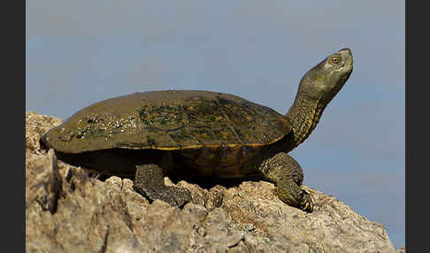 Spanische Wasserschildkröte (Mauremys leprosa)