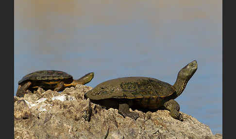 Spanische Wasserschildkröte (Mauremys leprosa)