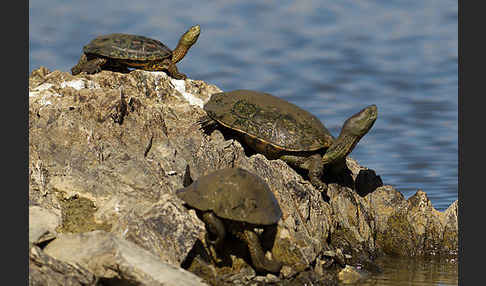 Spanische Wasserschildkröte (Mauremys leprosa)