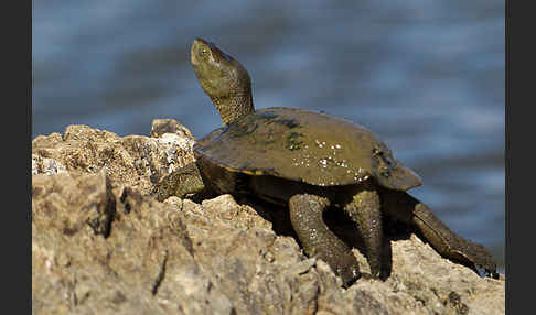 Spanische Wasserschildkröte (Mauremys leprosa)