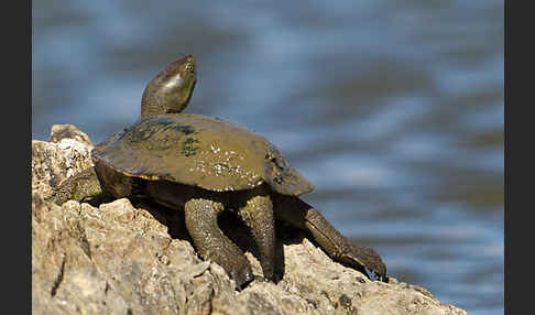 Spanische Wasserschildkröte (Mauremys leprosa)