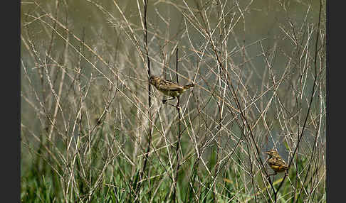 Cistensänger (Cisticola juncidis)