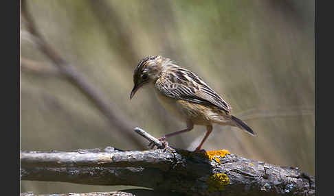 Cistensänger (Cisticola juncidis)