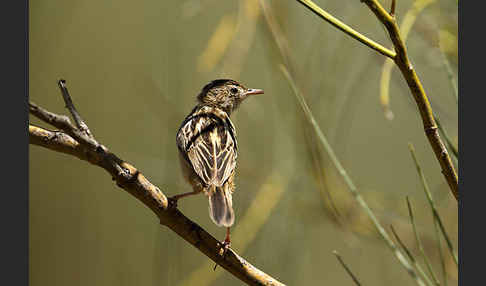 Cistensänger (Cisticola juncidis)