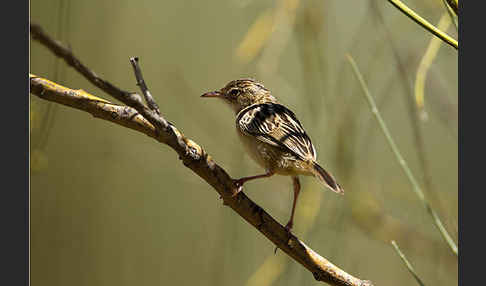 Cistensänger (Cisticola juncidis)