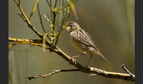 Cistensänger (Cisticola juncidis)