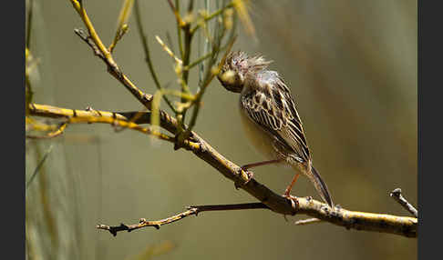 Cistensänger (Cisticola juncidis)