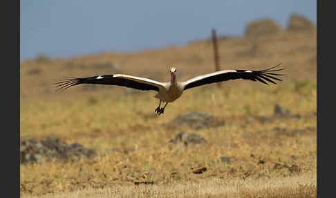 Weißstorch (Ciconia ciconia)