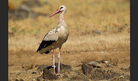 Weißstorch (Ciconia ciconia)