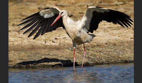 Weißstorch (Ciconia ciconia)