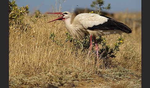 Weißstorch (Ciconia ciconia)