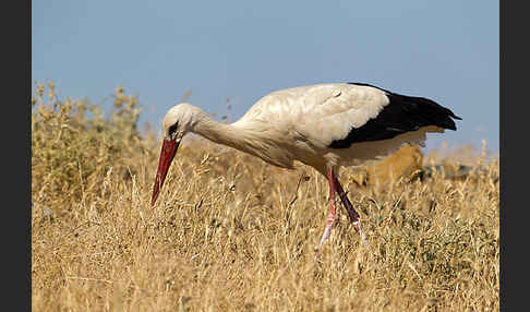 Weißstorch (Ciconia ciconia)