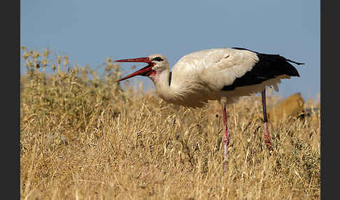 Weißstorch (Ciconia ciconia)