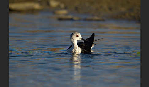 Stelzenläufer (Himantopus himantopus)