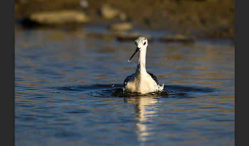 Stelzenläufer (Himantopus himantopus)