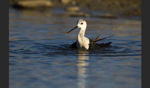 Stelzenläufer (Himantopus himantopus)