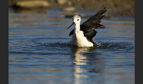 Stelzenläufer (Himantopus himantopus)