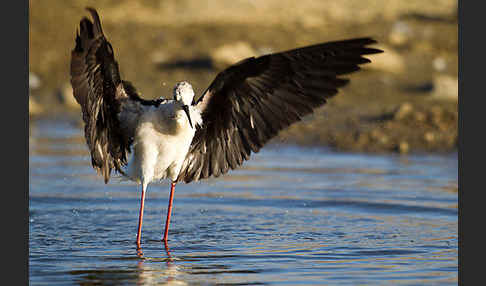 Stelzenläufer (Himantopus himantopus)