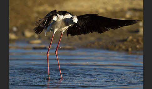 Stelzenläufer (Himantopus himantopus)