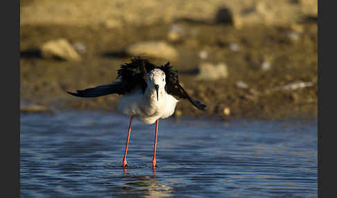 Stelzenläufer (Himantopus himantopus)