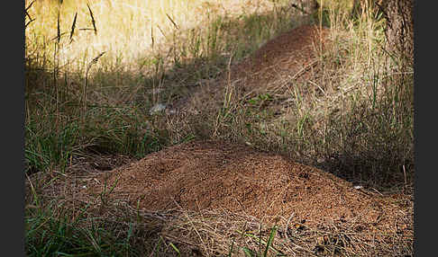 Waldameise (Formica spec.)