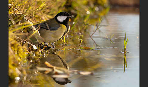 Kohlmeise (Parus major)