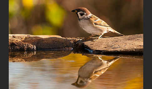 Feldsperling (Passer montanus)