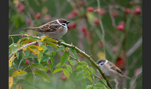 Feldsperling (Passer montanus)