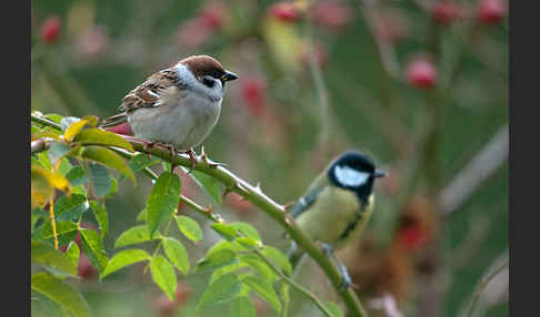 Kohlmeise (Parus major)