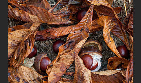 Weiße Roßkastanie (Aesculus hippocastanum)