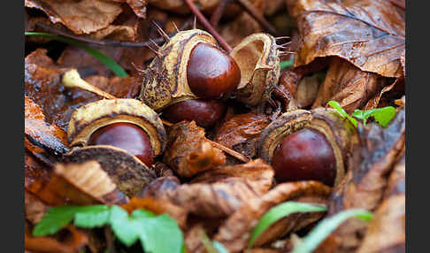 Weiße Roßkastanie (Aesculus hippocastanum)