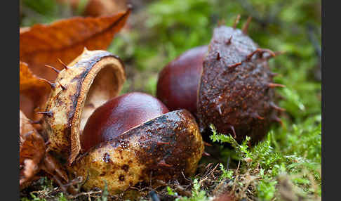 Weiße Roßkastanie (Aesculus hippocastanum)