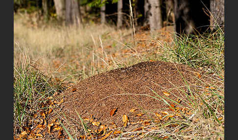 Waldameise (Formica spec.)