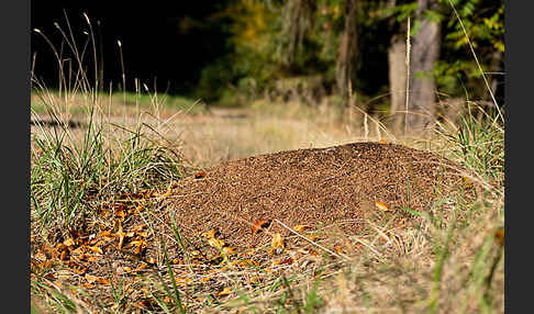 Waldameise (Formica spec.)